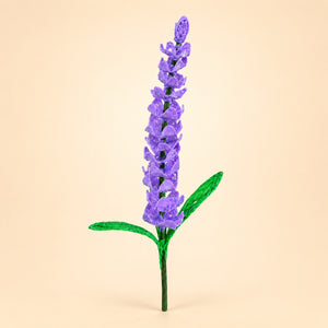 Lavanda