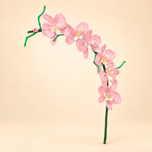 Orquídea