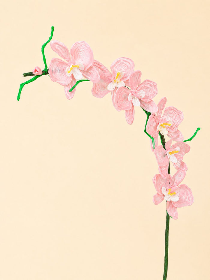 Orchidée
