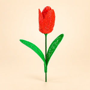 Tulipán