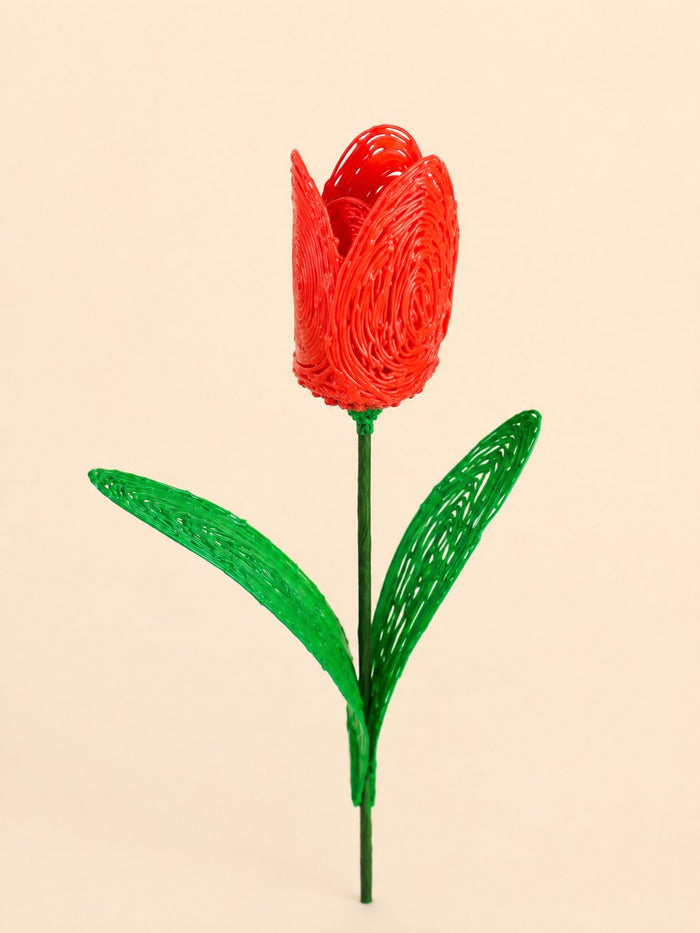 Tulipe