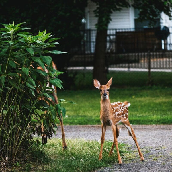 Cerf