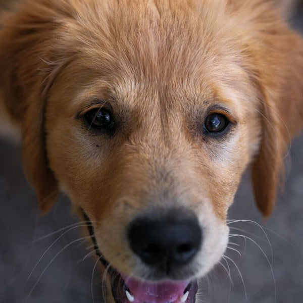 Chien