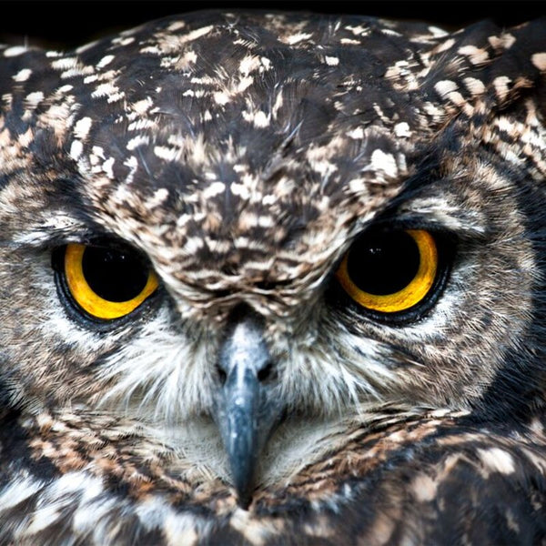 Hibou