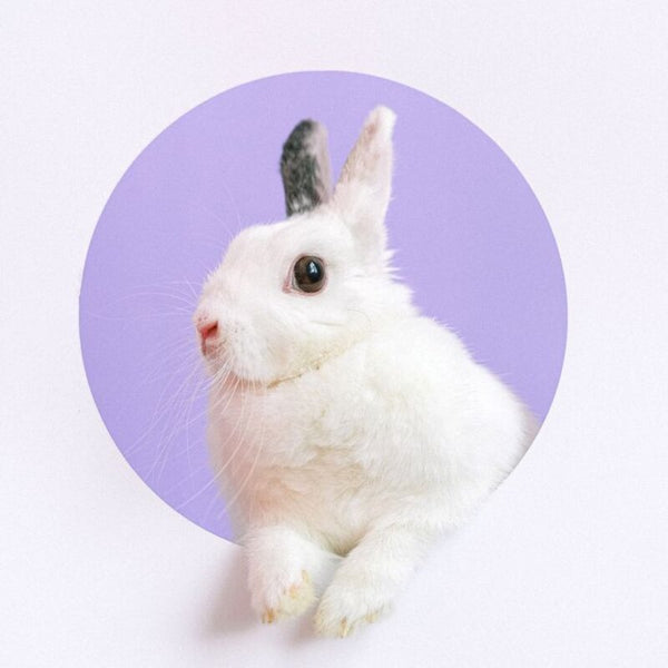 Lapin