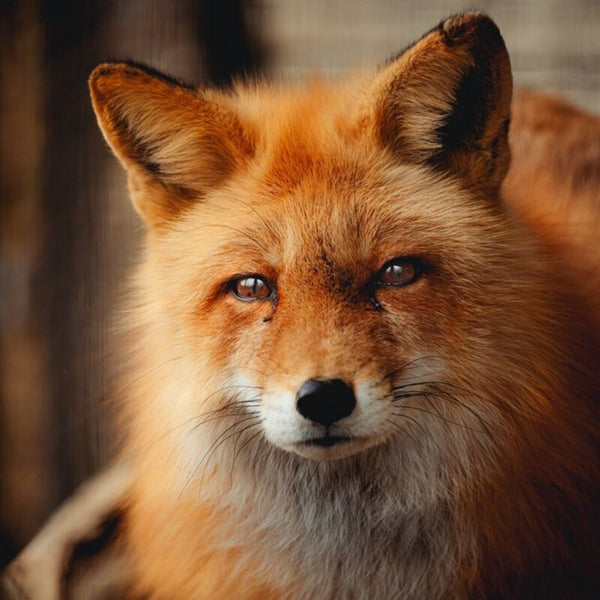 Renard